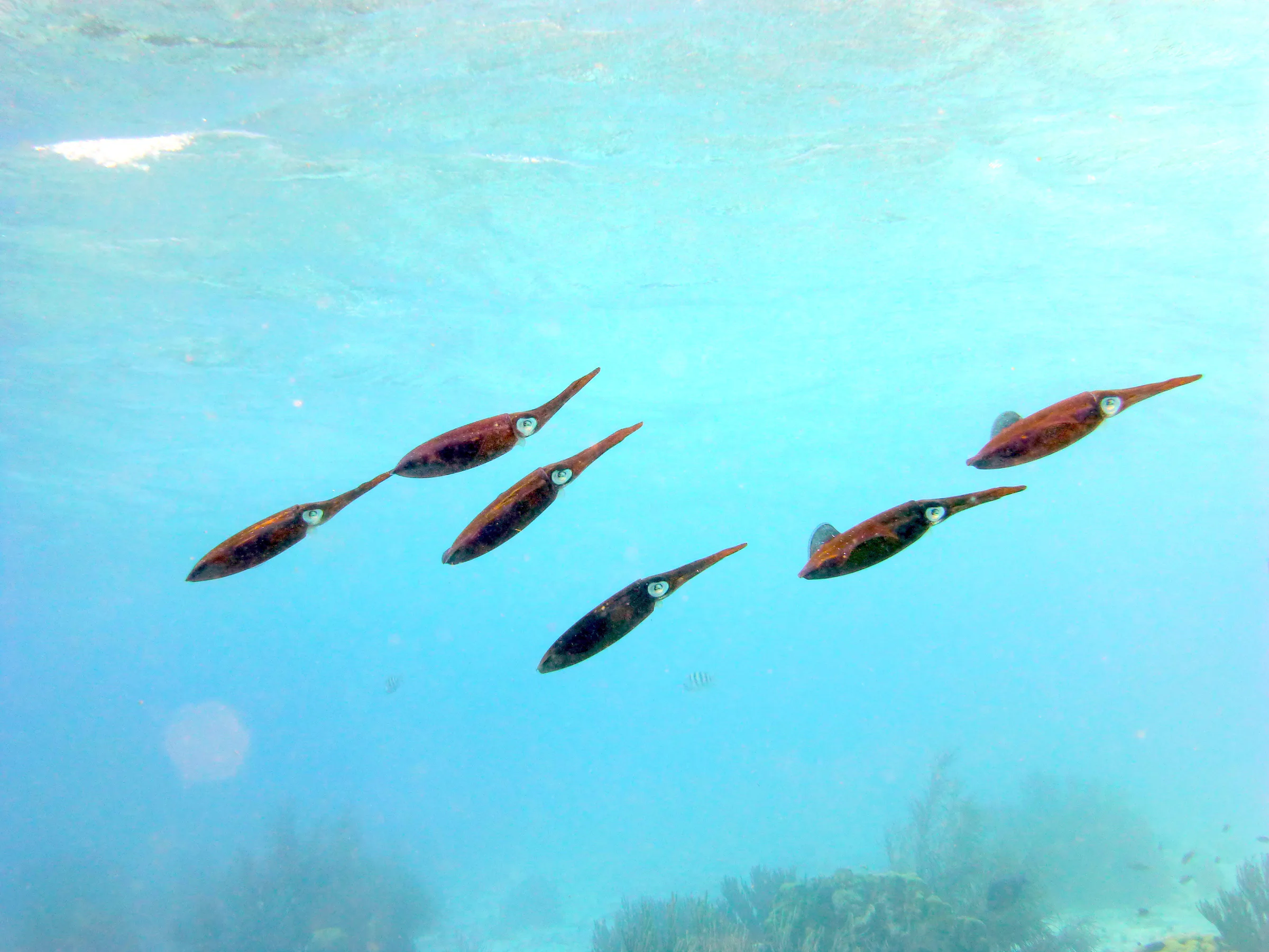 Squid, Bonaire, 2013