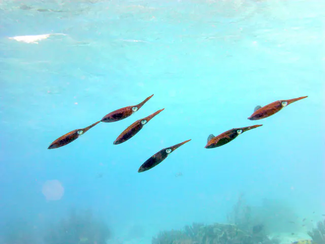 Underwater photograph by Joel Bergsma