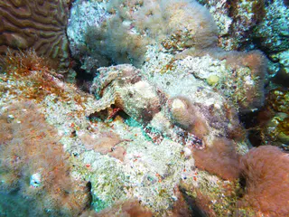 Underwater photograph by Joel Bergsma