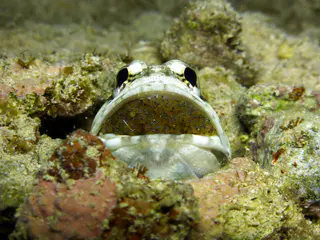 Underwater photograph by Joel Bergsma