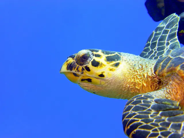 Underwater photograph by Joel Bergsma