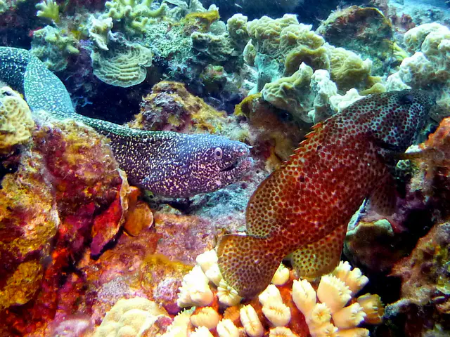 Underwater photograph by Joel Bergsma