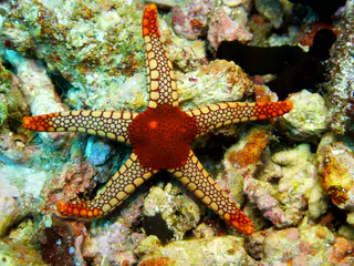 Peppermint Sea Star.  See Paul Humann, et al, Reef Creature Identification (2010) at page 436.