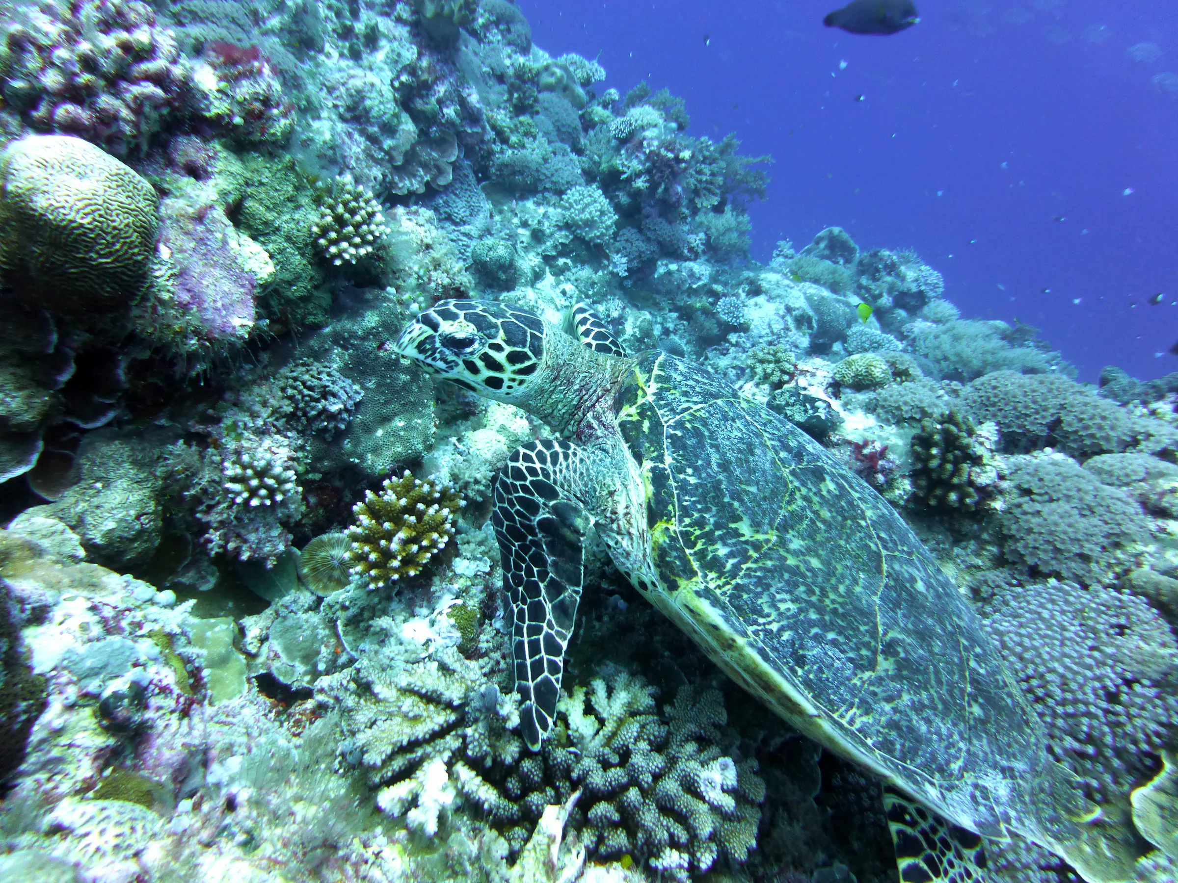 Hawksbill Turtle, Palau, 2013