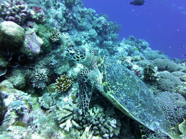 Underwater photograph by Joel Bergsma