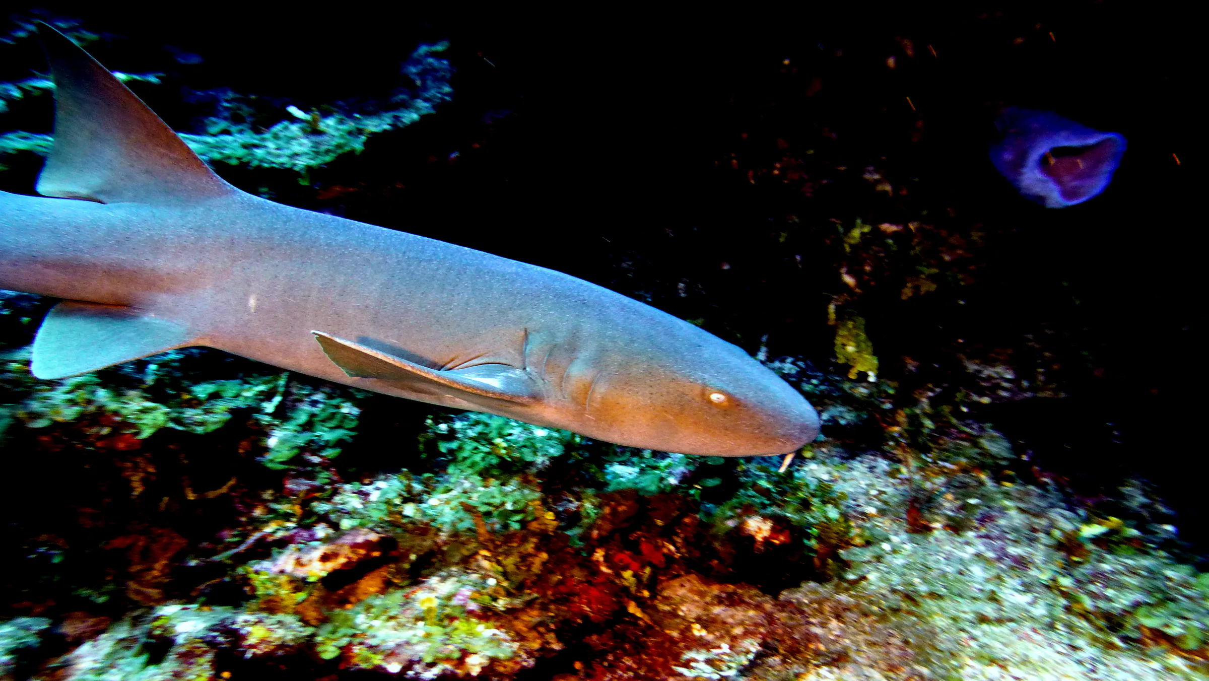 Nurse Shark, Belize, 2017