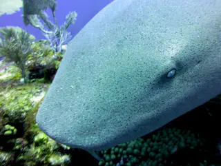 Underwater photograph by Joel Bergsma