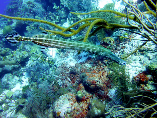 Underwater photograph by Joel Bergsma