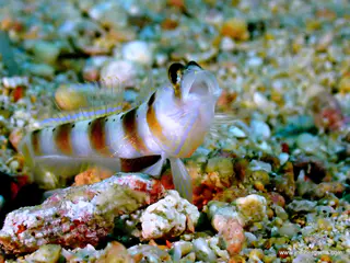 Underwater photograph by Joel Bergsma