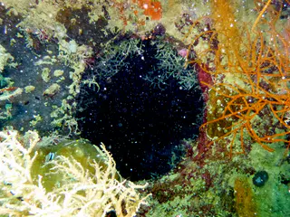 Underwater photograph by Joel Bergsma