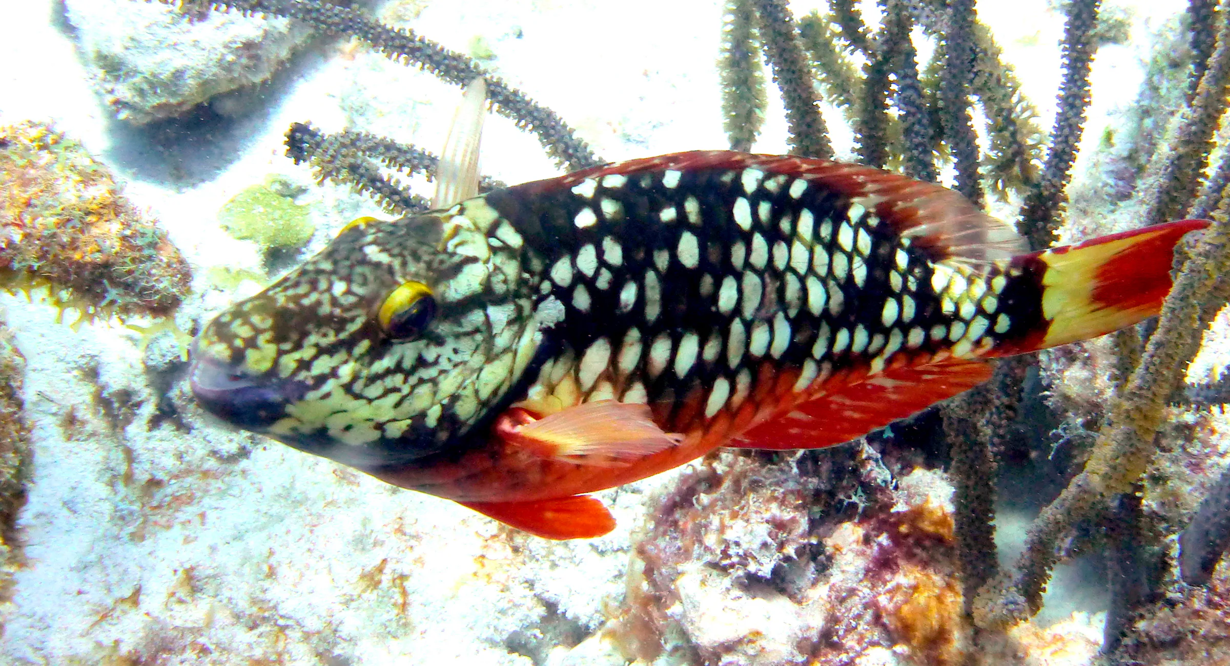 Bonaire underwater photograph, 2013