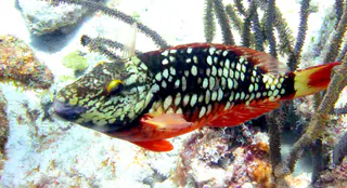 Underwater photograph by Joel Bergsma