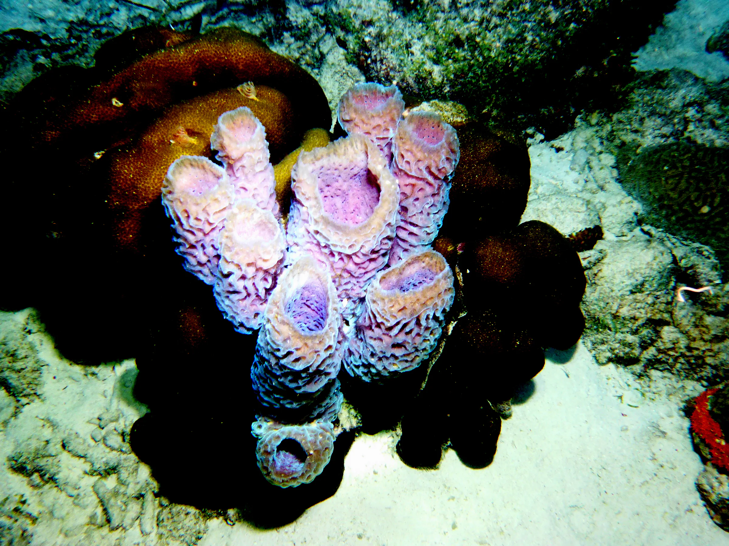Bonaire underwater photograph, 2013