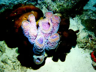 Underwater photograph by Joel Bergsma