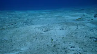 Yellowhead Jawfish