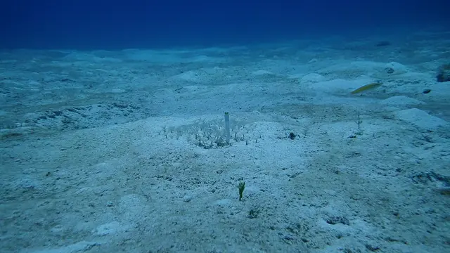 Yellowhead Jawfish
