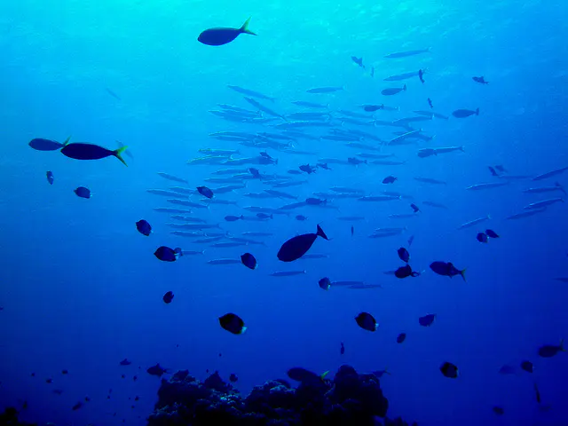 School of barracuda in the distance.