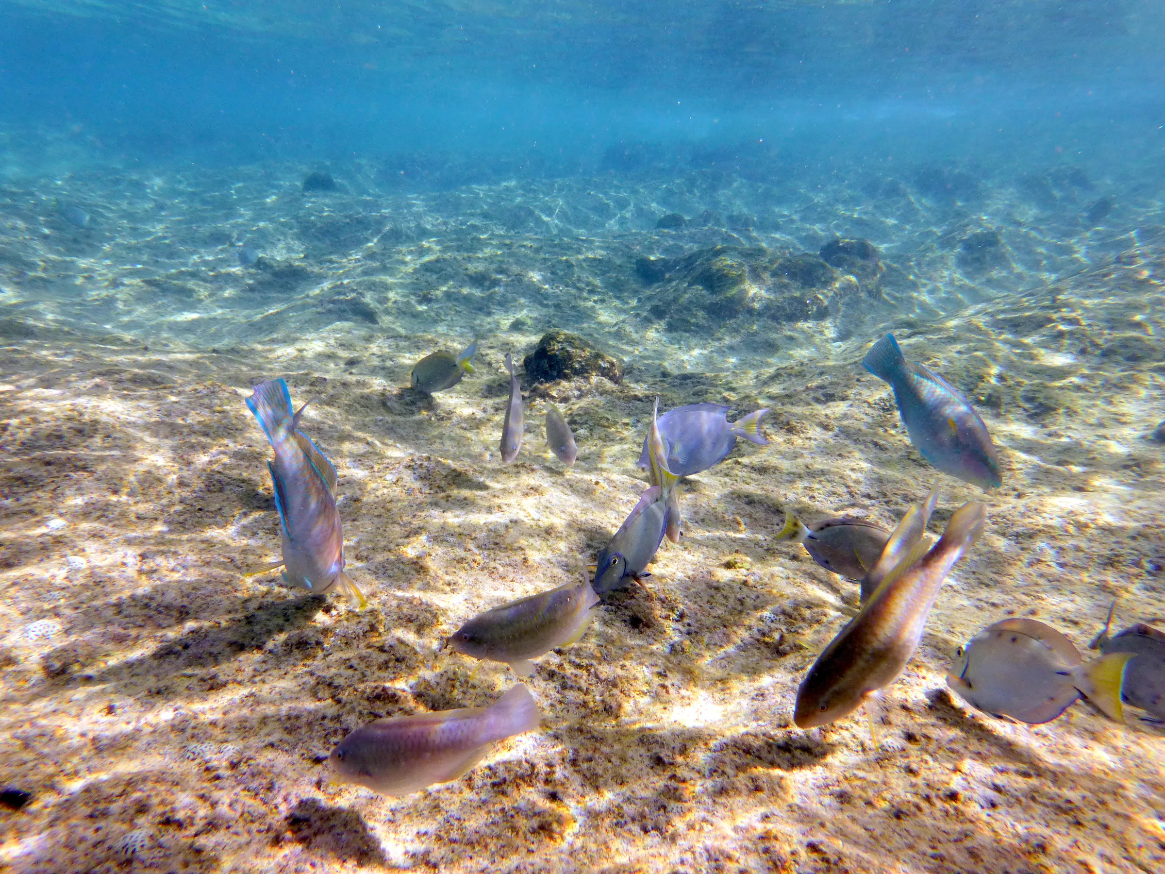 Parrotfish, Bonaire, 2013