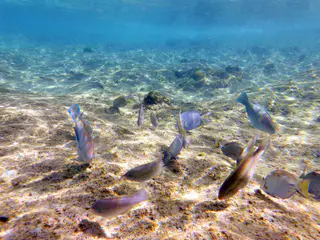 Underwater photograph by Joel Bergsma