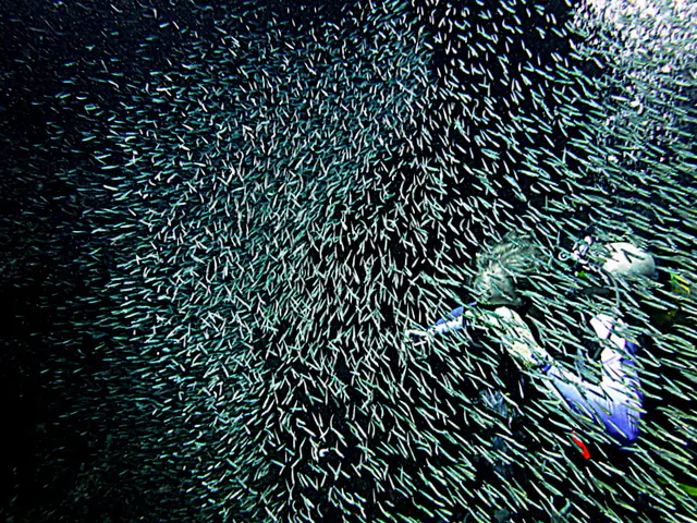 Underwater photograph by Joel Bergsma