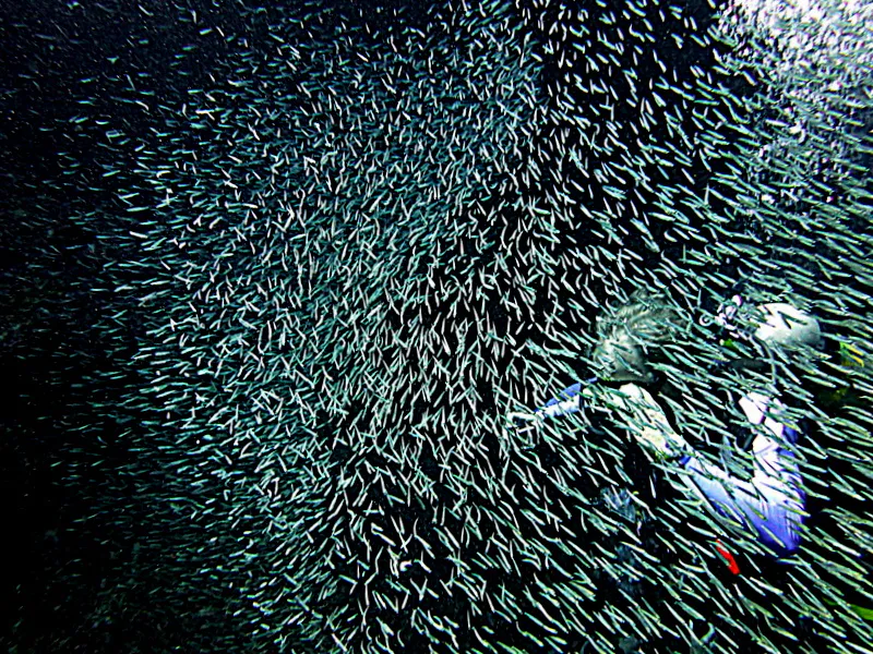 Silversides, Cayman Islands, 2014