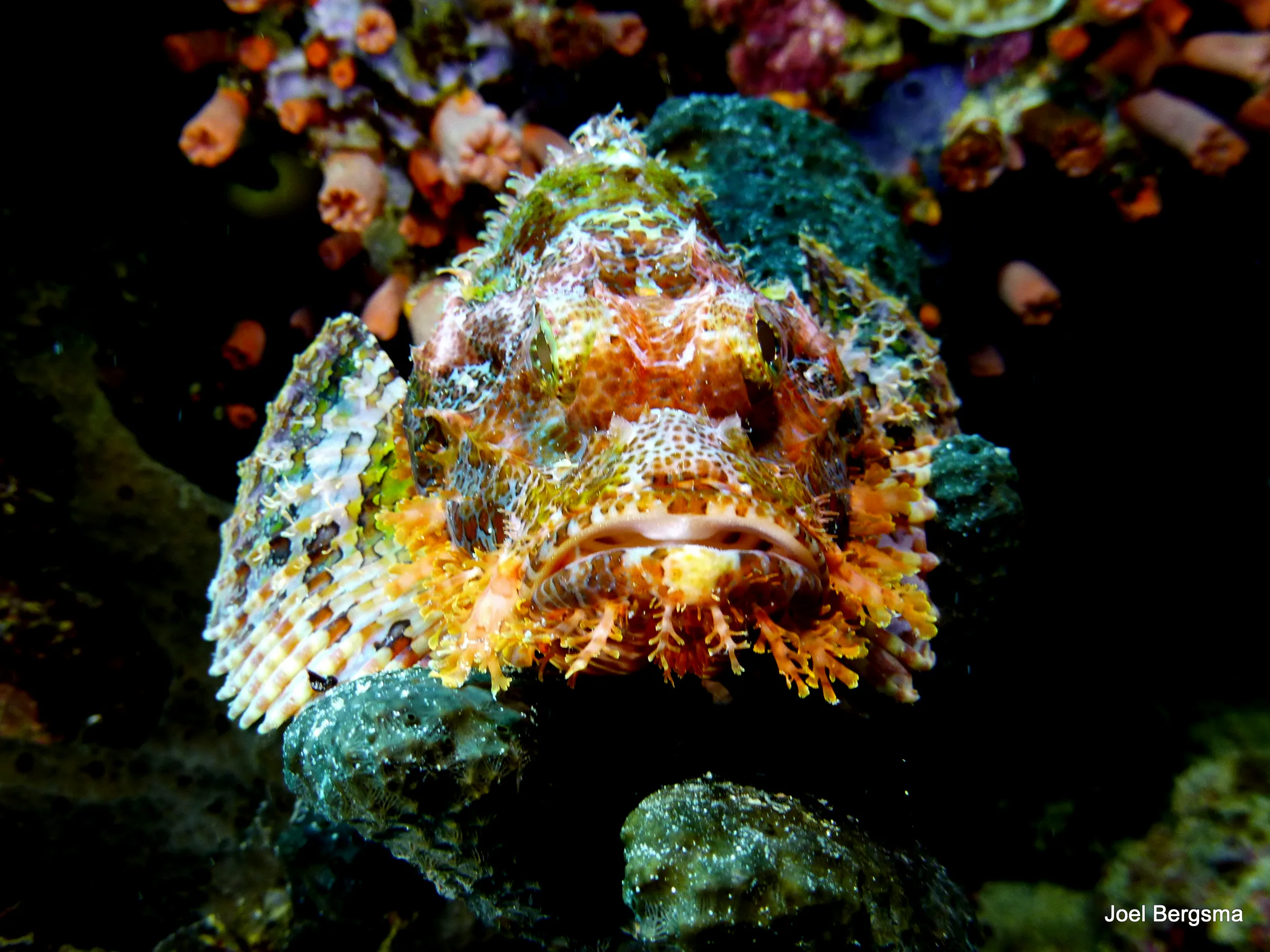 Scorpionfish, Philippines, 2017