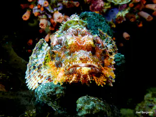 Underwater photograph by Joel Bergsma