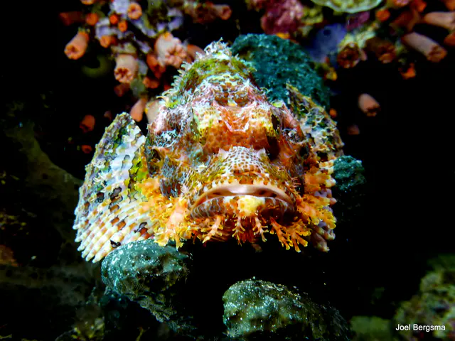 Underwater photograph by Joel Bergsma