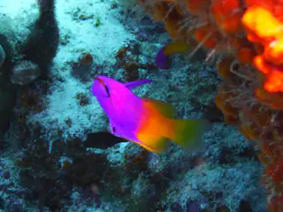 Underwater photograph by Joel Bergsma