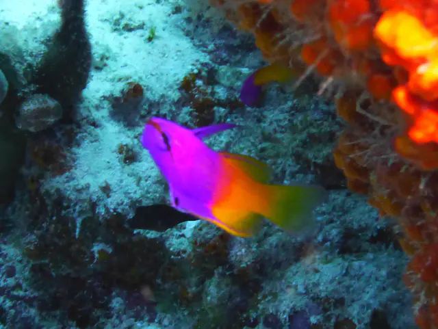 Underwater photograph by Joel Bergsma