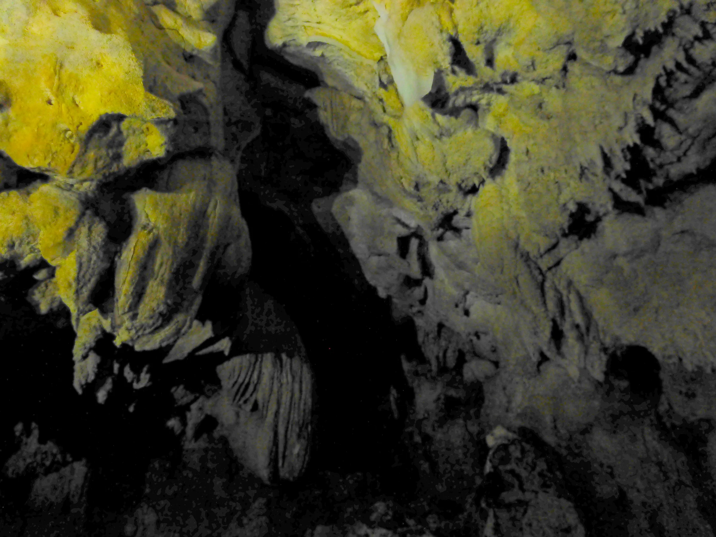 Palau underwater photograph, 2013