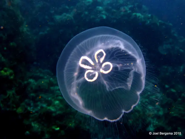 Underwater photograph by Joel Bergsma