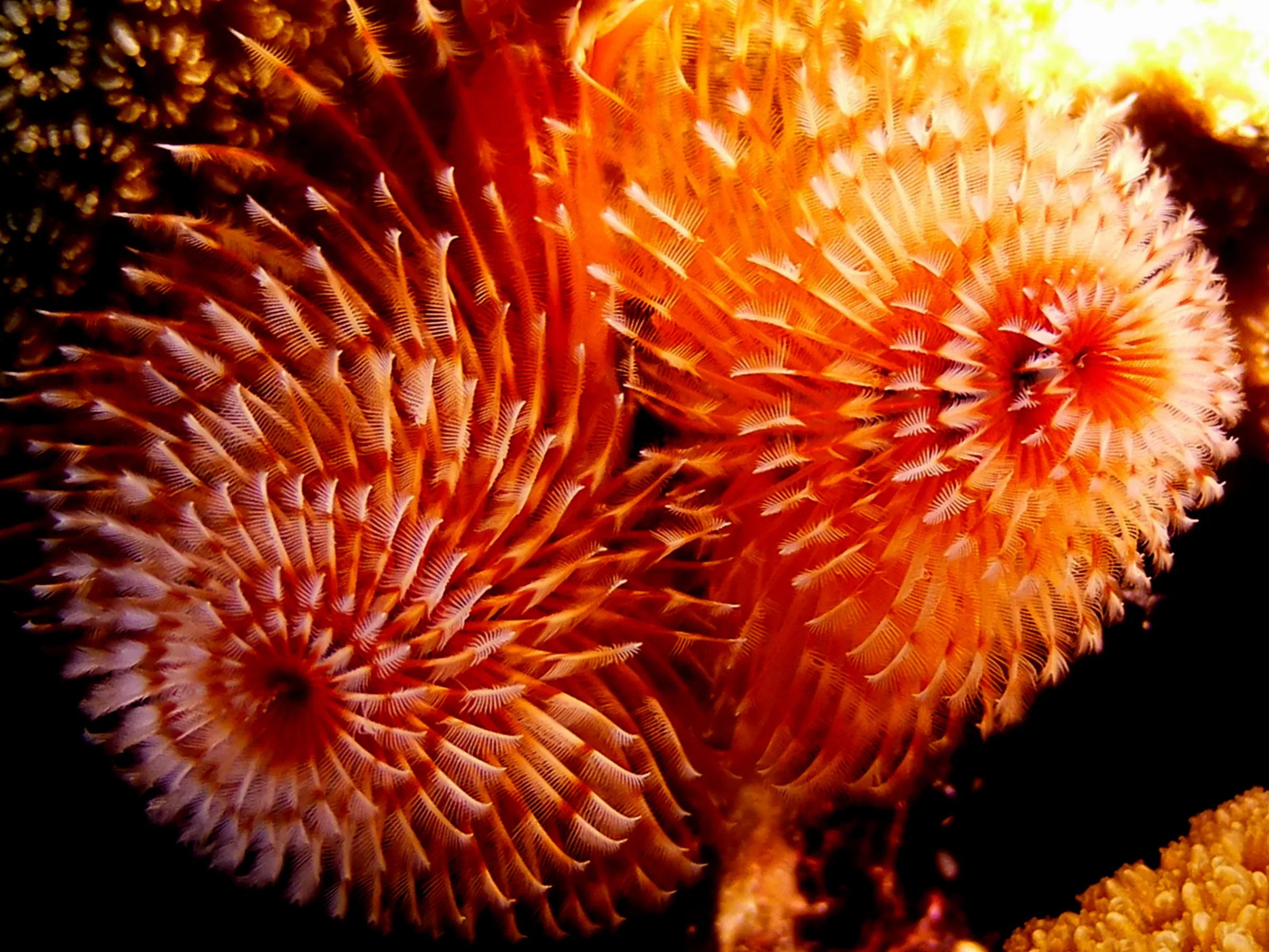Bonaire underwater photograph, 2013