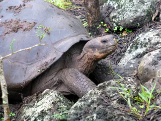 Giant Tortoise at the Floreana Tortoise Reserve