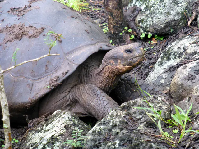 Giant Tortoise at the Floreana Tortoise Reserve