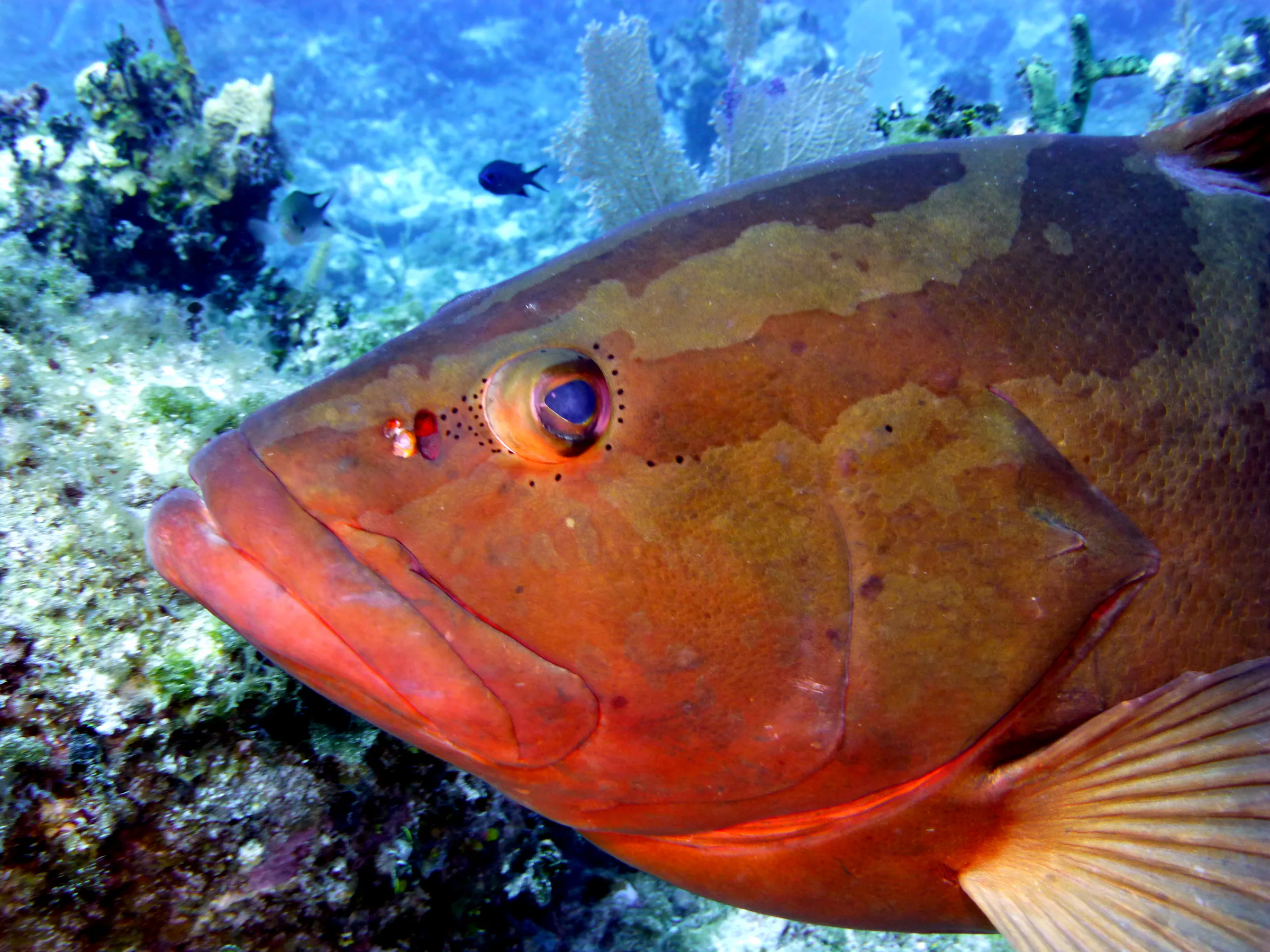 Nassau Grouper, Cayman Islands, 2014