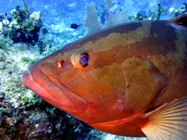 Underwater photograph by Joel Bergsma
