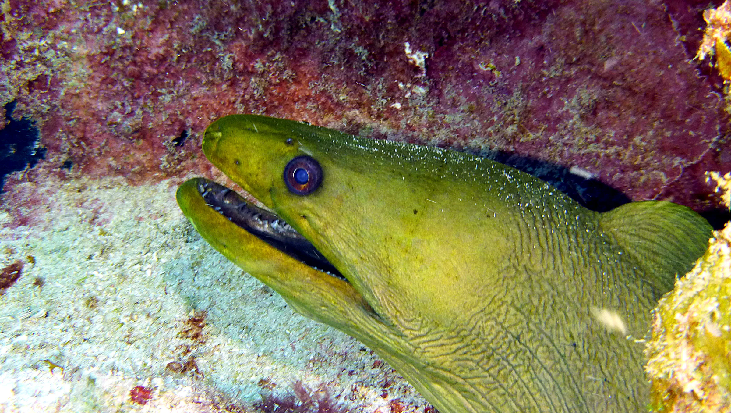 Green Moray Eel, Belize, 2017