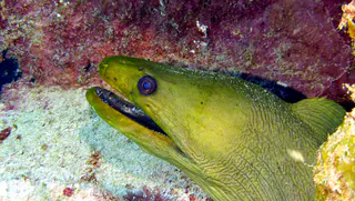 Underwater photograph by Joel Bergsma