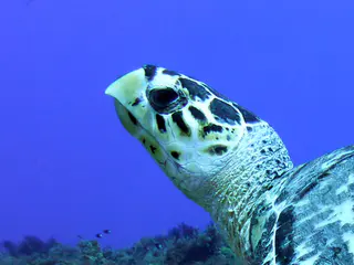 Underwater photograph by Joel Bergsma