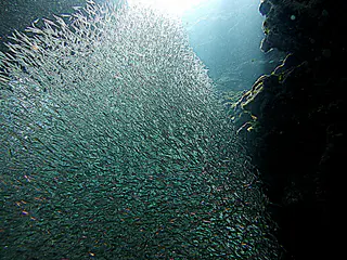 Underwater photograph by Joel Bergsma