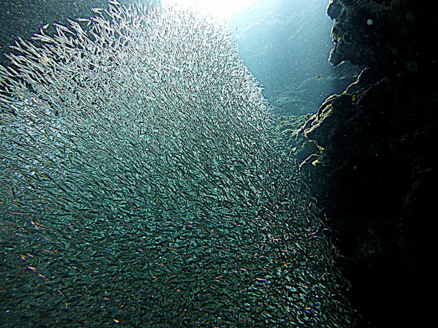 Underwater photograph by Joel Bergsma