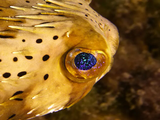 Underwater photograph by Joel Bergsma
