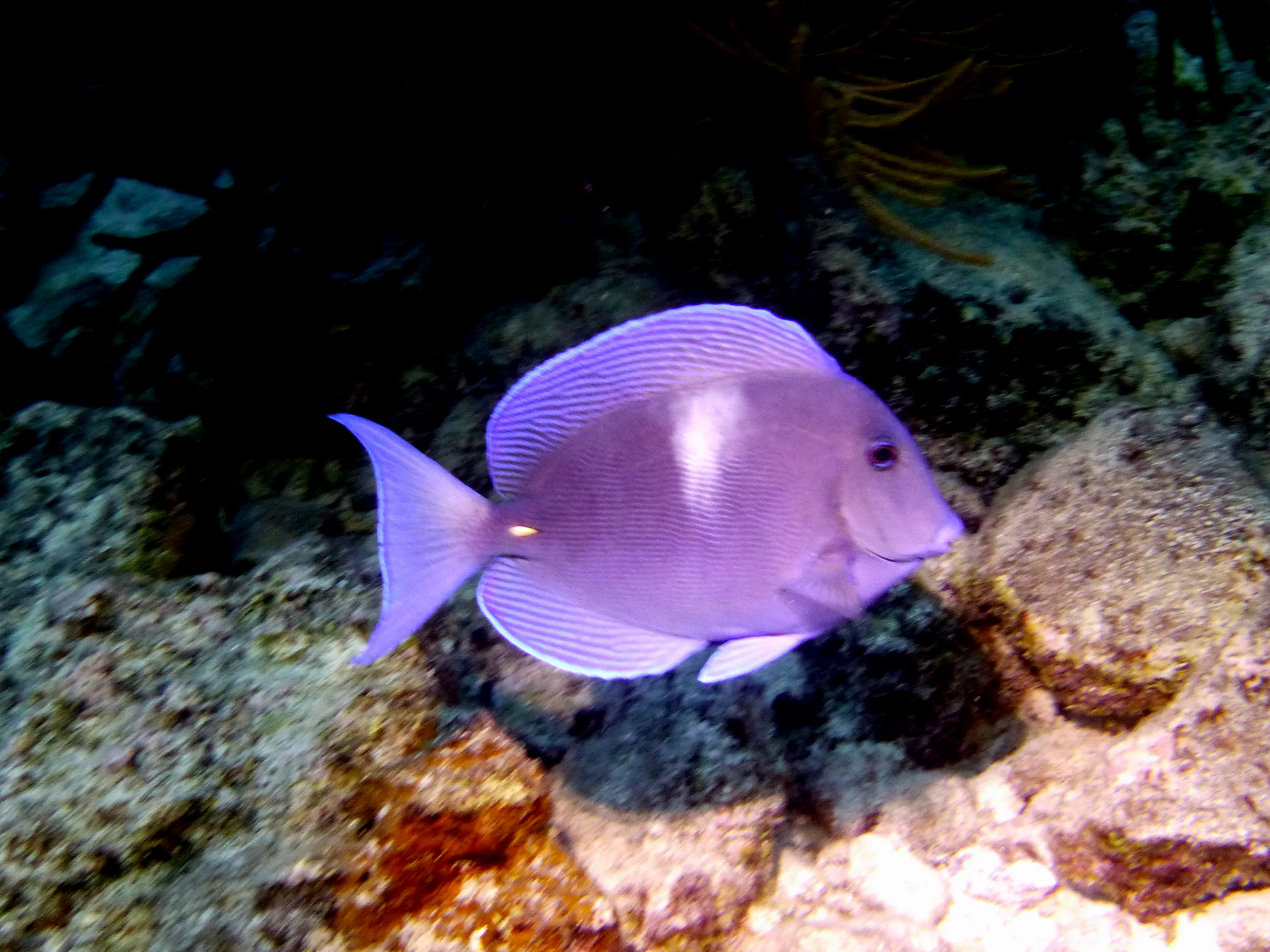 Blue Tang, Bonaire, 2013