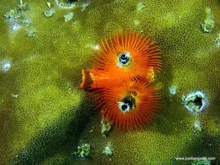 Underwater photograph by Joel Bergsma