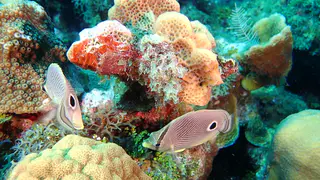 Underwater photograph by Joel Bergsma