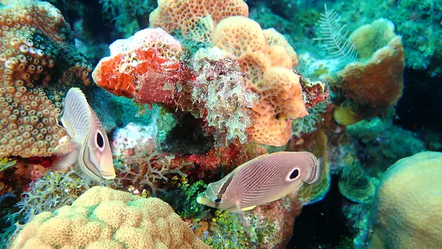 Underwater photograph by Joel Bergsma