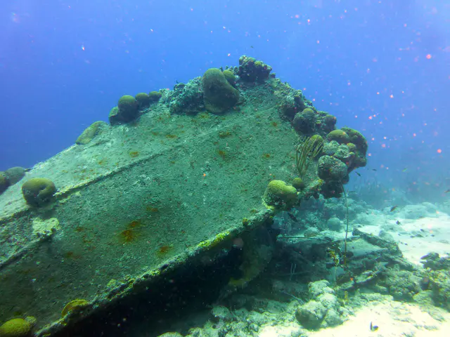 Underwater photograph by Joel Bergsma