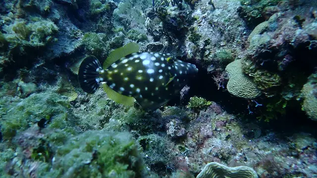 Whitespotted Filefish
