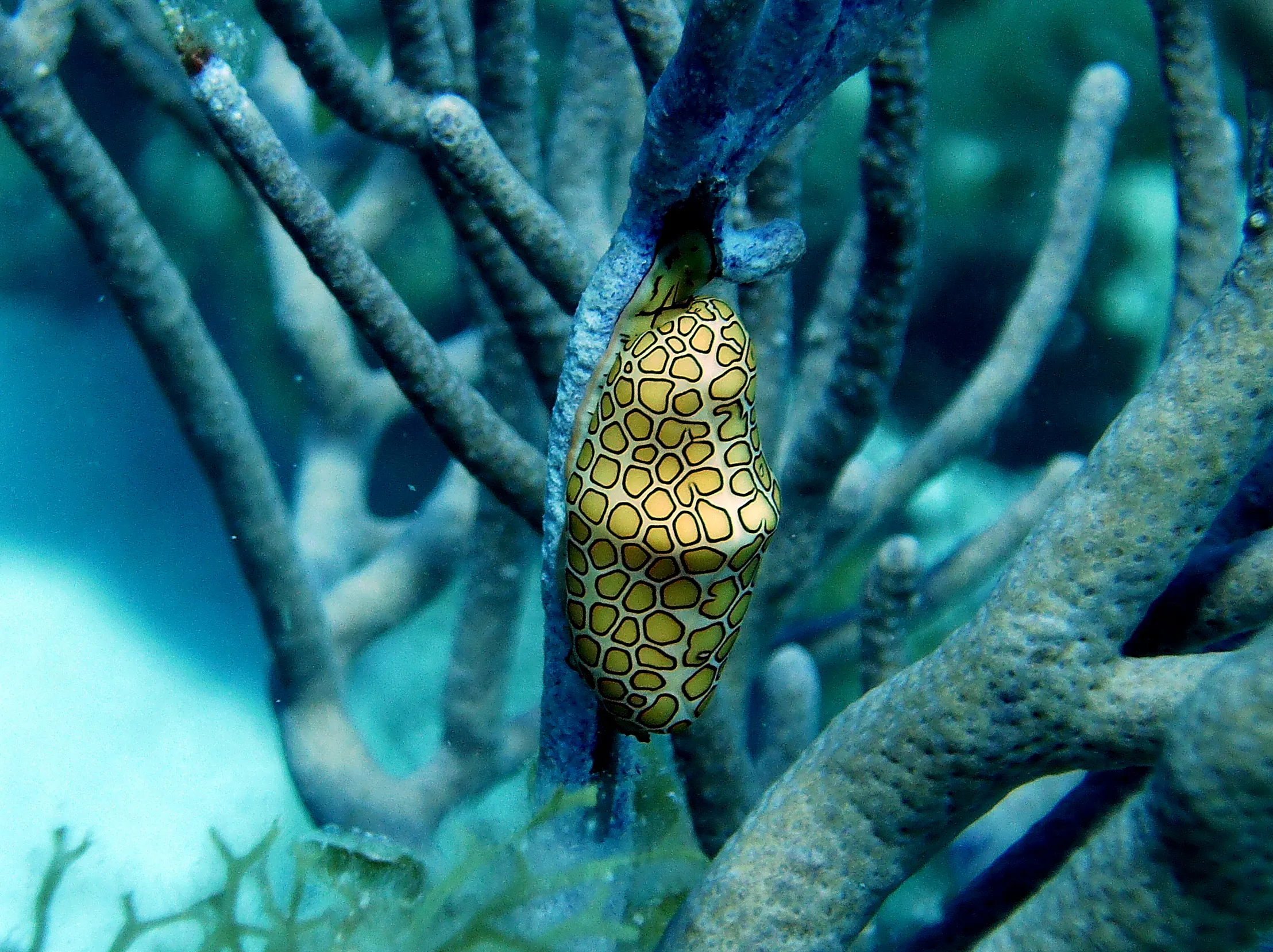 Flamingo Tongue Cowry